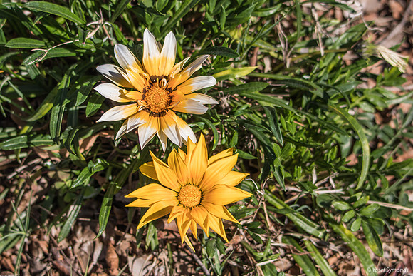 Gazania Flowers 200228-1