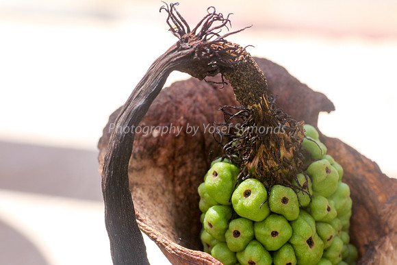 170414-CactusGarden-9999_32-2