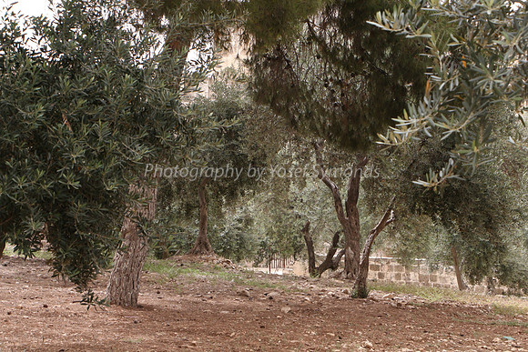 Temple Mount 140605 June 2014