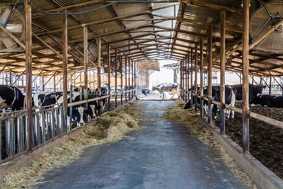 Dairy Grofit