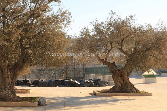 140209-HarHabayit-9781