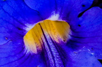 Morning Glory 170416-8