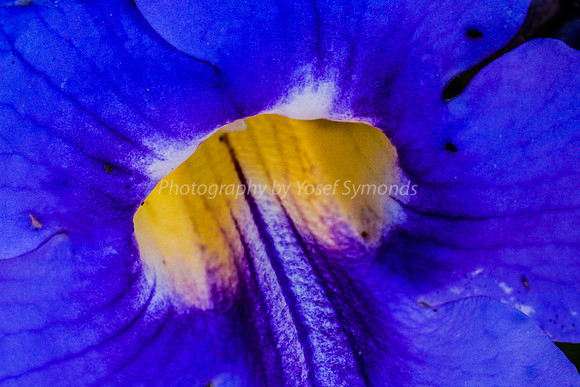 Morning Glory 170416-8