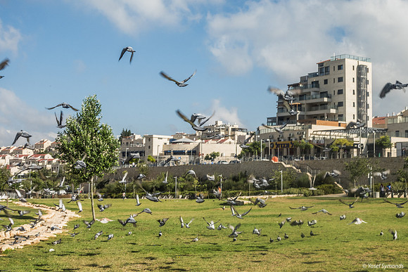 Birds In a Flutter 230711-6