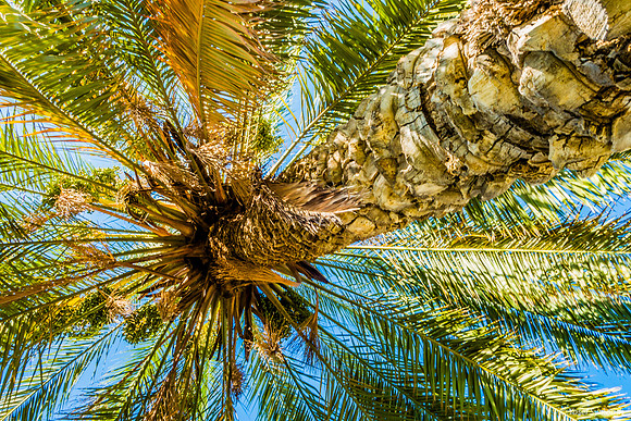 Looking Up To a Date Palm 230720-1