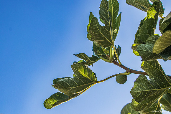 Fig Tree 230723-1
