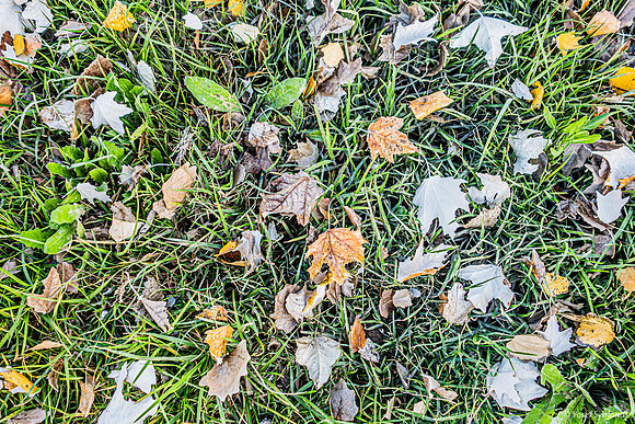 Winter Leaves 230112-2