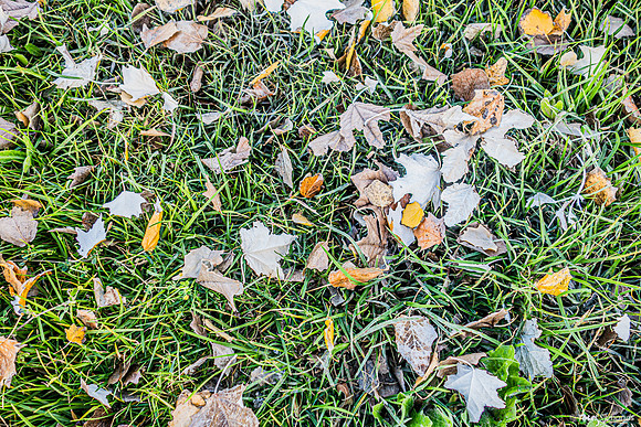 Winter Leaves 230112-3