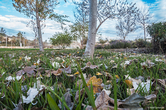 Winter Leaves 230112-5