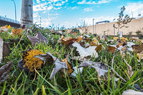 Winter Leaves 230112-6