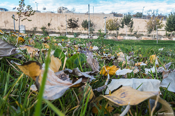 Winter Leaves 230112-7