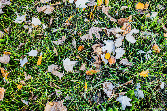 Winter Leaves 230112-3