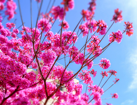 Pink Blossoms 160308-5