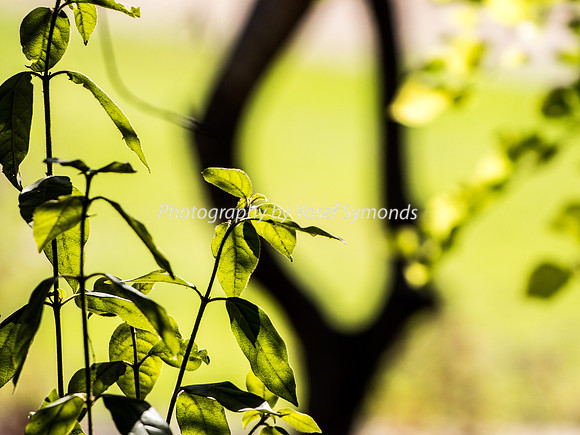 Depth of Field in Park 191107-1