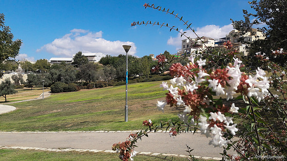 Blossoms Lining Park Ayalon Path