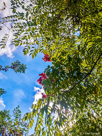 Branches and Leaves 1