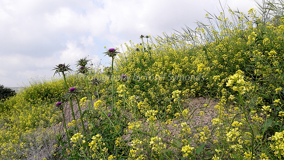 Slopes from Kibbutz Halemed Hey 4