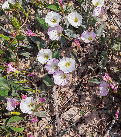 Field Bindweed 4