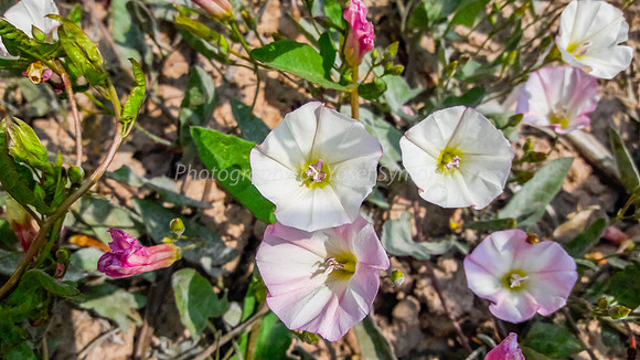 Field Bindweed 5