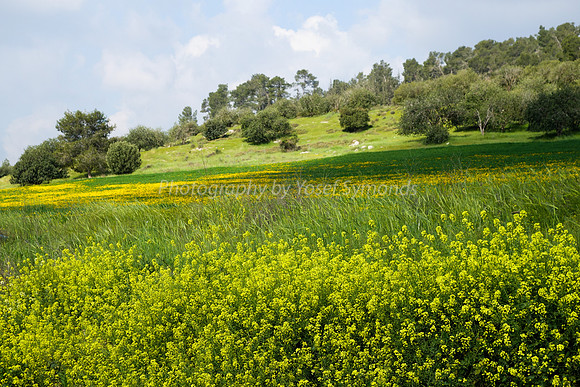 Slopes from Kibbutz Halemed Hey 9