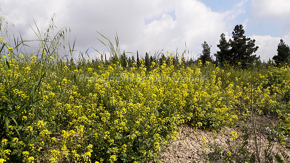 Slopes from Kibbutz Halemed Hey 10