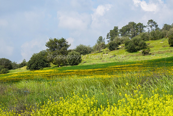 Slopes from Kibbutz Halemed Hey 11