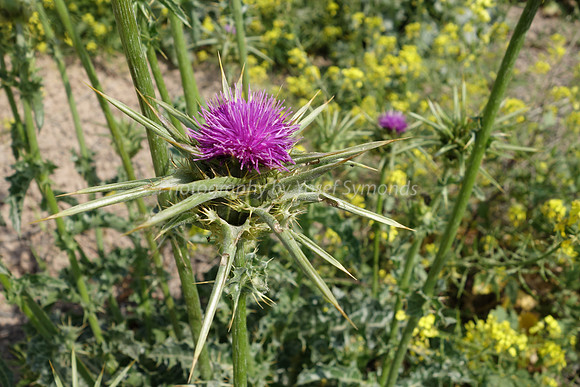 Scotch Thistle 1