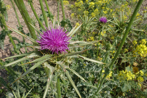 Scotch Thistle 2