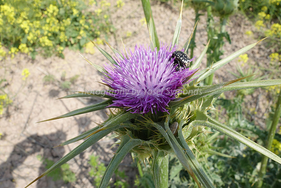 Insect on Scotch Thistle 3