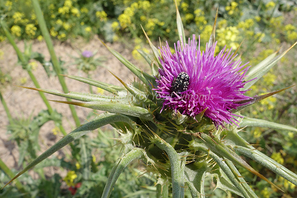 Insect on Scotch Thistle 4