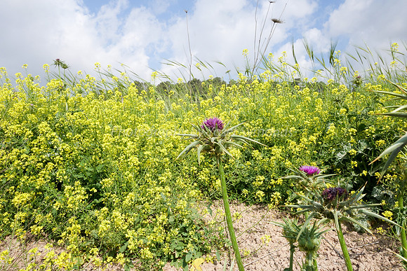 Slopes from Kibbutz Halemed Hey 1