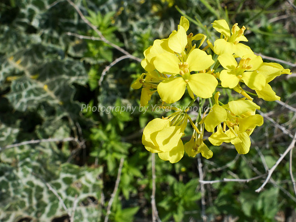 Field Mustard Flower 1