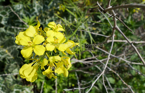 Field Mustard Flower 2