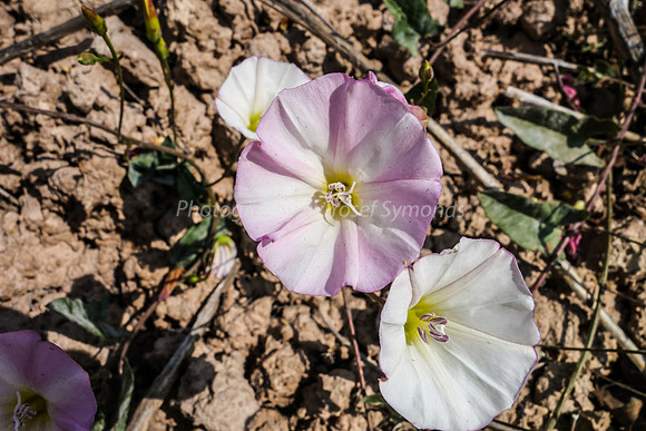 Field Bindweed 1