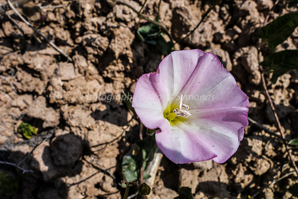Field Bindweed 2