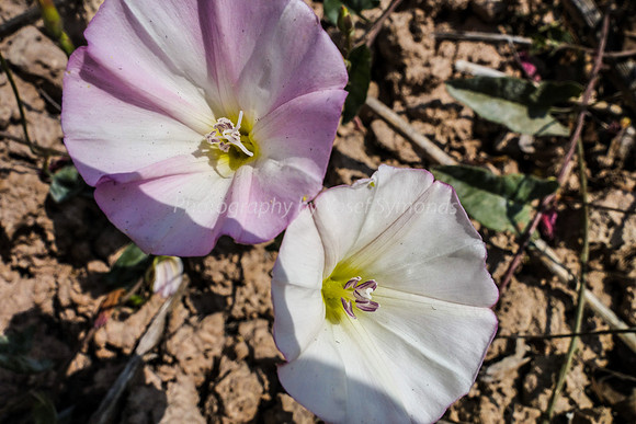 Field Bindweed 3