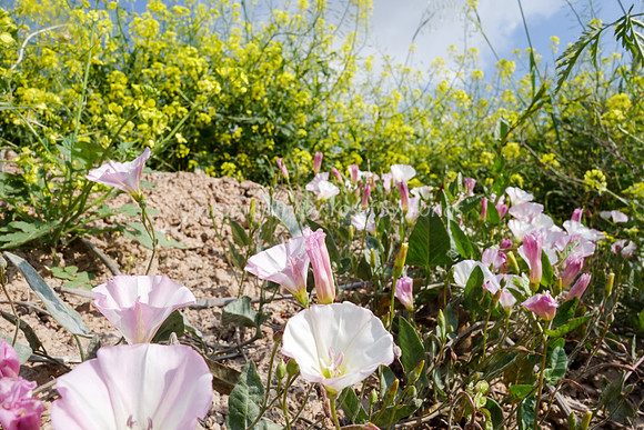 Field Bindweed and Mustard on Slopes from Kibbutz Halemed Hey 1