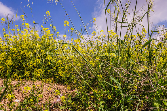 Slopes from Kibbutz Halemed Hey3