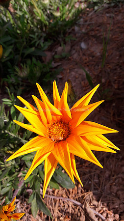 Yellow Flower 2