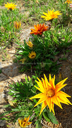 Yellow Flower 3