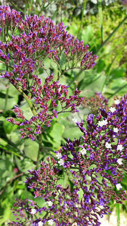Purple-Pink Flowers 1