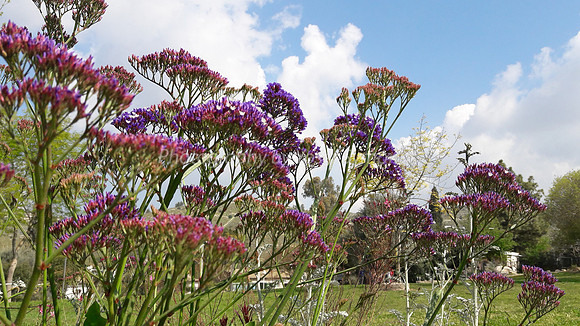 Purple-Pink Flowers 2