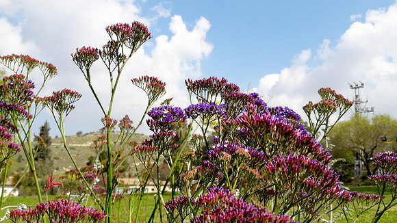 Purple-Pink Flowers 3