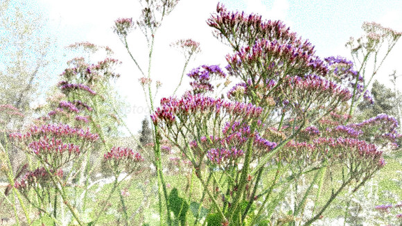 Purple-Pink Flowers - Abstract 1