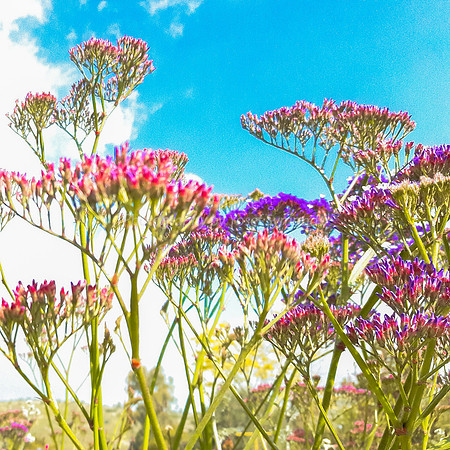 Purple-Pink Flowers - Abstract 2