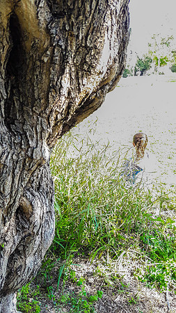 Girl Behind Tree 1