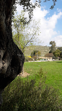 Tree and Field