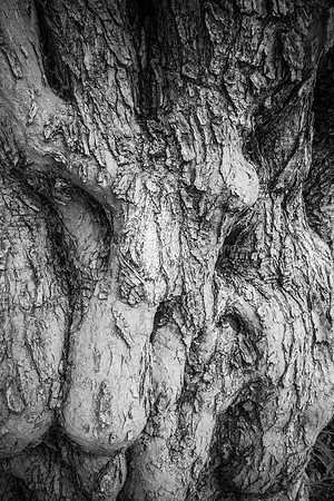 Olive Tree Trunk 1