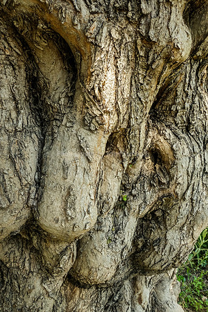 Olive Tree Trunk 2