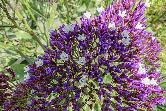 Purple-Pink Flowers 4
